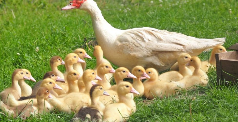 ducklings-chicks-mama-duck-160509